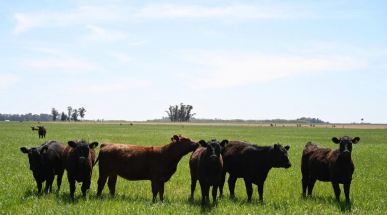 SENASA dio a conocer el calendario de vacunación 2026 para las campañas contra la fiebre aftosa