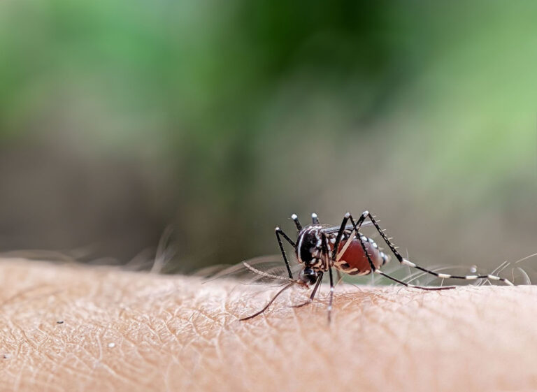 PAMI intensifica la lucha contra el dengue y la fiebre amarilla: Foco preventivo en el norte argentino