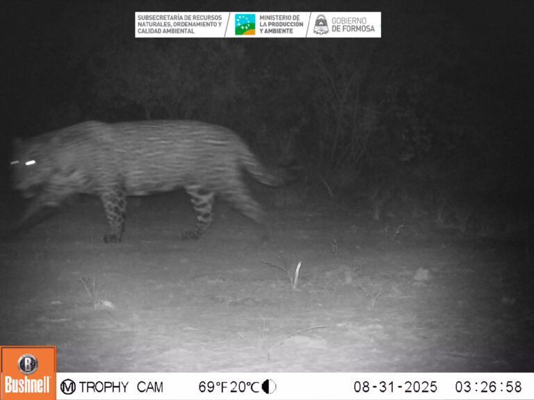 Se registró un yaguareté en la provincia de Formosa