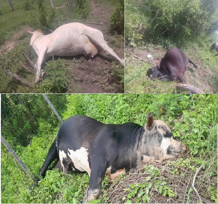 Tragedia en la zona rural: animales vacunos mueren electrocutados por caída de cables de alta tensión