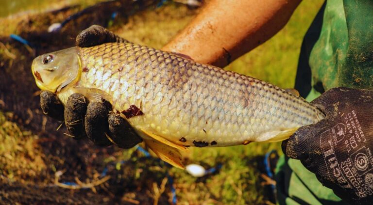 La boga, una especie clave para el desarrollo acuícola nacional