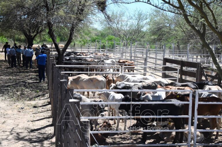 Productores recibieron el pago por las ventas en el remate ganadero de Puerto Irigoyen