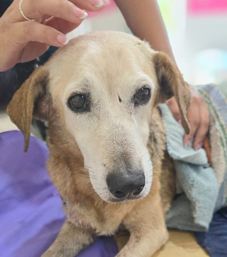 La solidaridad de los formoseños ayudó a que una perrita atropellada tenga una segunda oportunidad