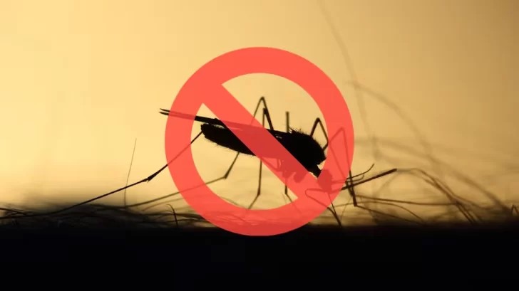 Adiós a los mosquitos: la técnica que gana popularidad para proteger el hogar