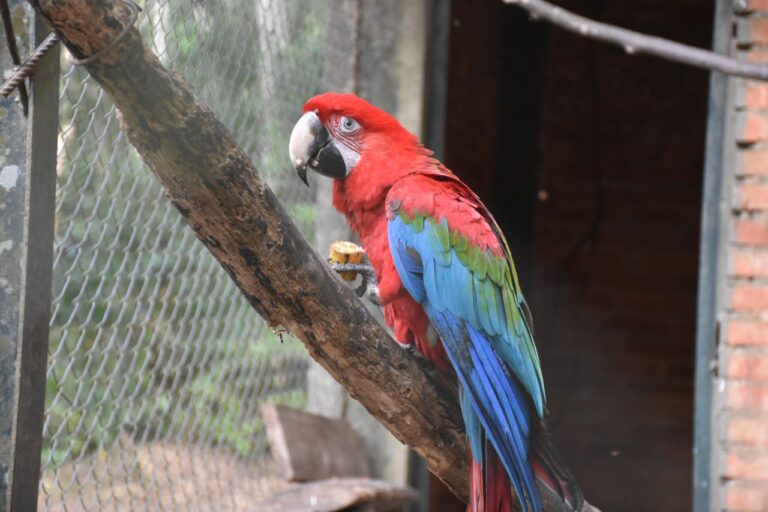 La Estación de Animales SilvestresGuaycolec invita a la comunidad a conocer y valorar la fauna nativa
