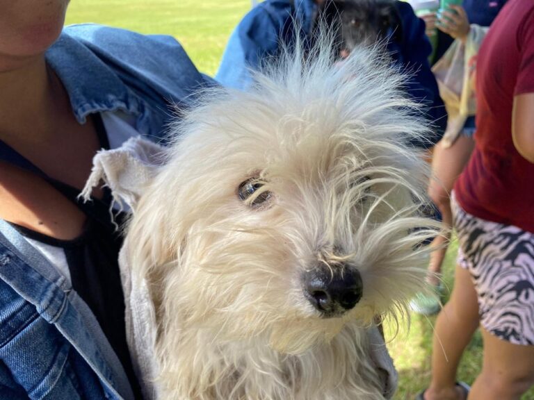 Programa Tu mascota feliz: Castraciones y Vacunas Caninas y Felinas el 27 de enero en el Camping Municipal