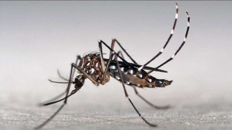 Disminuyen levemente los casos de dengue en Formosa durante la última semana