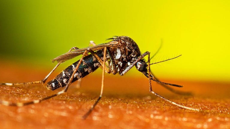 Un estudio reveló cuáles son los colores de la ropa que más atraen a los mosquitos