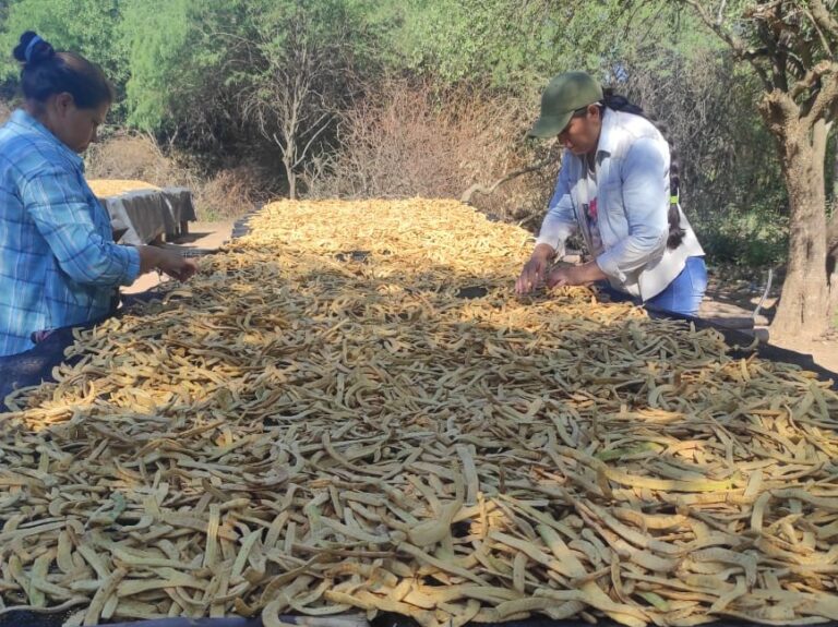 Harina de algarroba, una producción local acompañada por el Gobierno formoseño