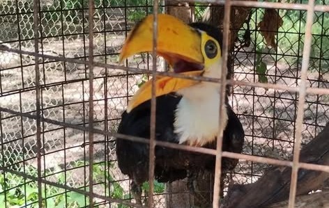 Oportuna acción vecinal permitió el rescate de un tucán herido