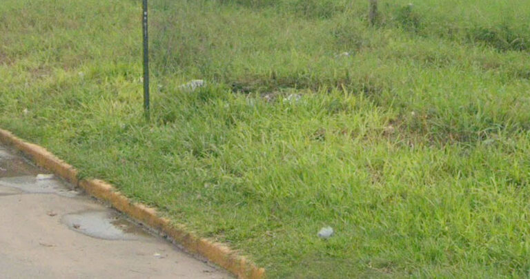 Caminar por Formosa: una carrera de obstáculos entre maleza y peligro vial
