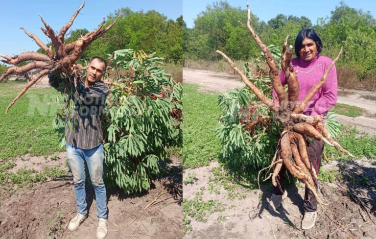 Productores de Mojón de Fierro lucen su cosecha de enormes mandiocas