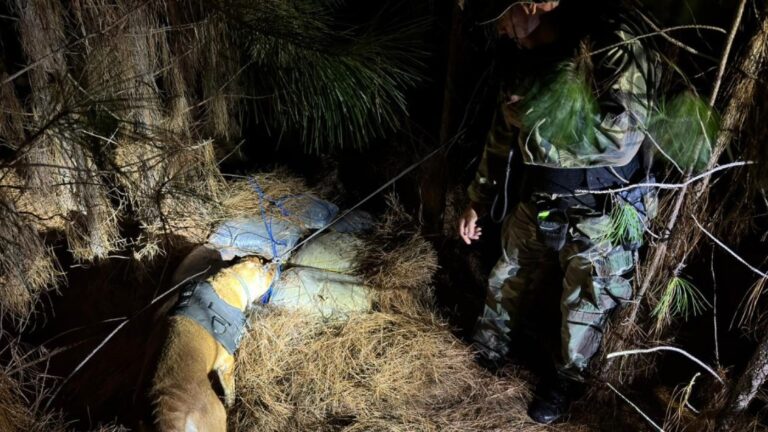 Prefectura secuestró más de 268 kilos de droga