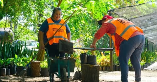 El vivero municipal prepara miles de plantines para la campaña de arbolado que comenzará en abril