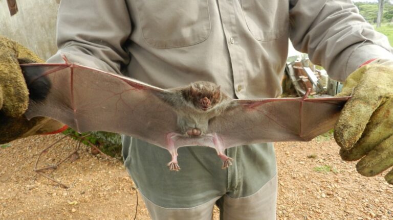 Se activaron medidas sanitarias tras un caso de rabia paresiante en Corrientes