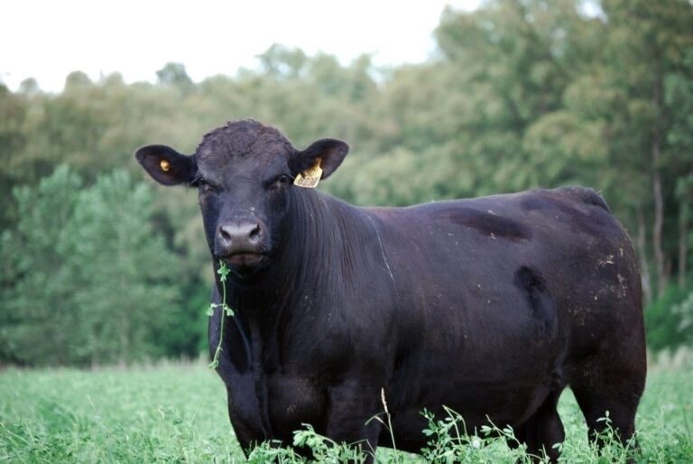 Créditos en valor producto: el Gobierno Nacional sumó una línea para recría y engorde de ganado bovino