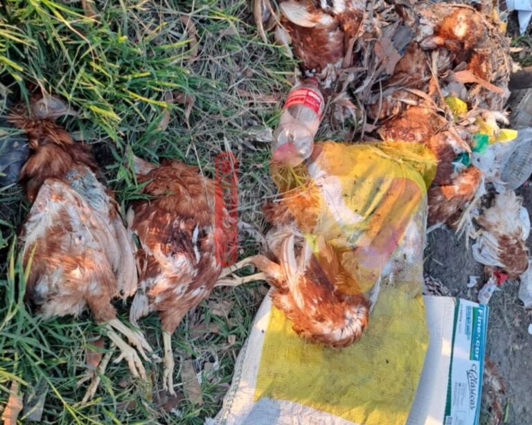 Misterioso hallazgo en el Circuito 5: 80 gallinas muertas y restos de un presunto ritual esotérico