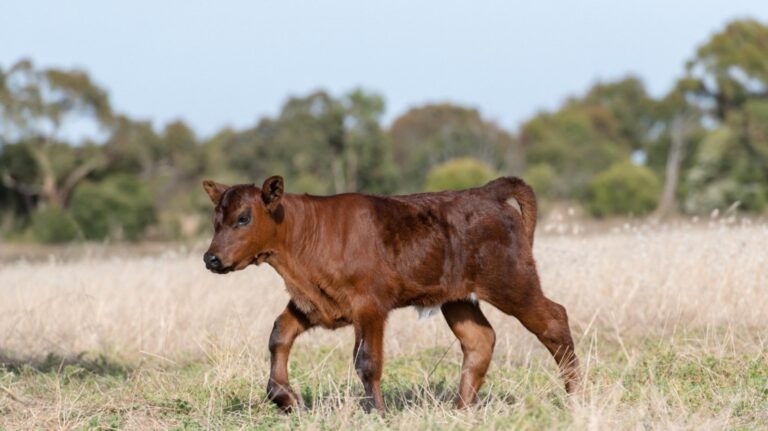 Terneros centinela: Eficaz herramienta de vigilancia epidemiológica de la fiebre aftosa