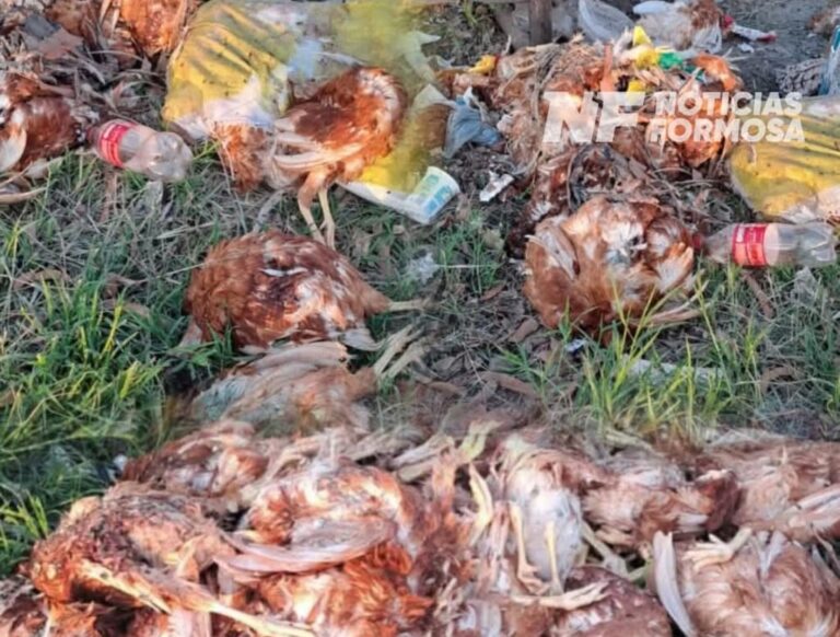 Hallazgo de casi un centenar de gallinas muertas en la vía pública alertó a vecinos en la zona norte