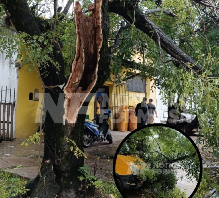 Cayó otra pesada rama de un viejo árbol en el centro de la ciudad