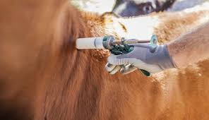 Comenzó la campaña de vacunación antiaftosa y antibrucélica en el sudeste formoseño