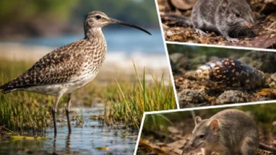 En 2025 se extinguieron 44 especies animales, fúngicas y vegetales