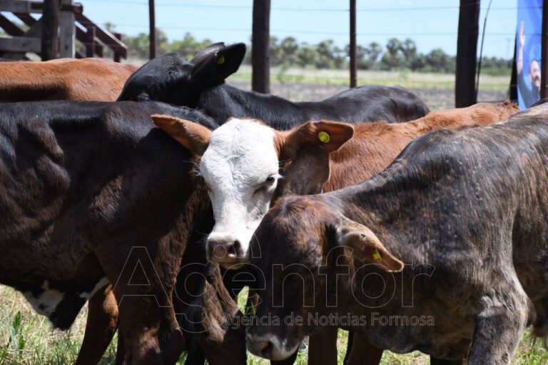 Se realiza el primer remate de invernada en El Quemado Nuevo