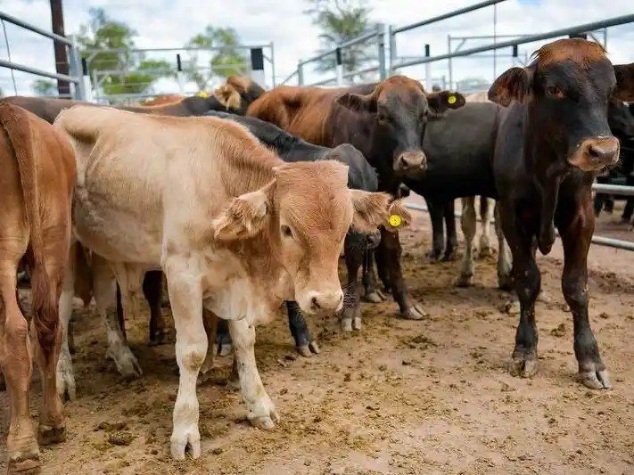Productores y vacunadores en un campo anegado de Formosa