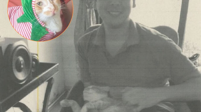 Gato doméstico en primer plano con mirada atenta