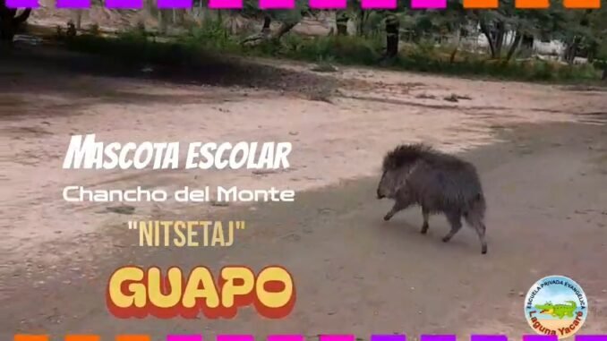 Chancho de monte Guapo junto a estudiantes de escuela primaria en Laguna Yacaré