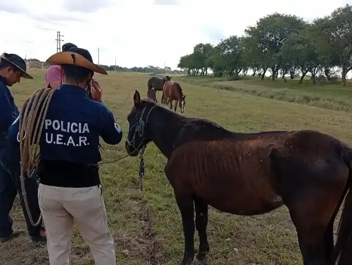 Efectivos de la Uear retirando caballos sueltos de la Ruta 9