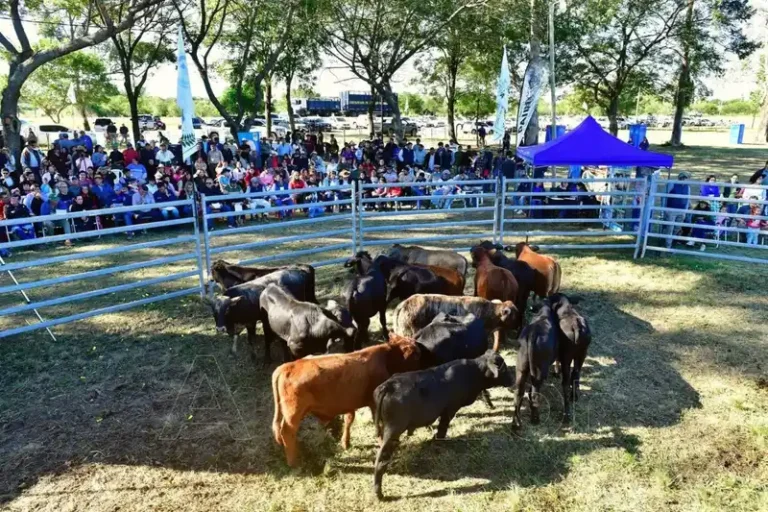 Feria Ganadera Paippera en Misión Laishí con productores y ganado