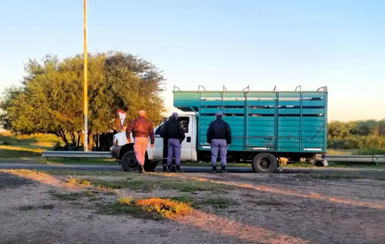 Camión Ford F400 secuestrado con ganado en operativo de la Uear en rutas 95 y 81